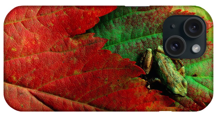 Pacific Tree Frog iPhone Case featuring the photograph Pacific Tree Frog Hyla Regilla On Maple by Art Wolfe