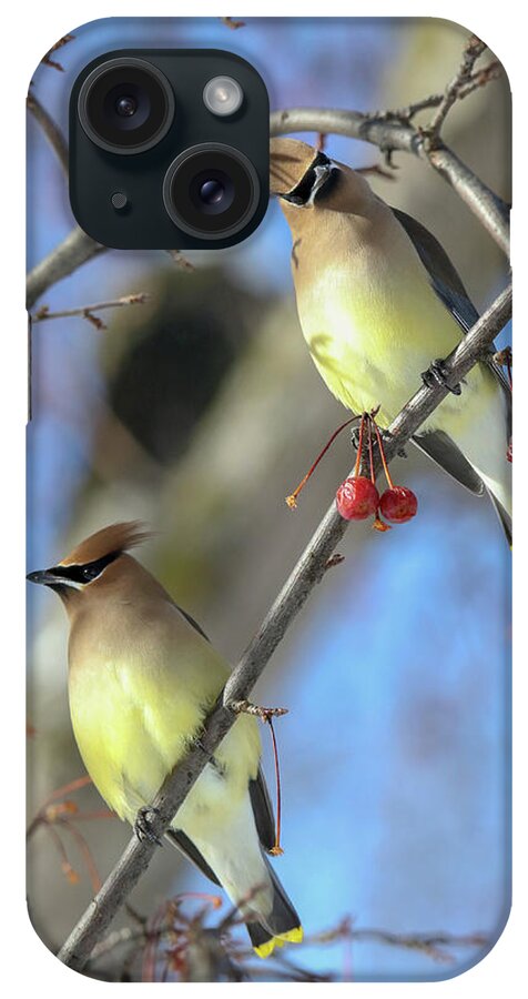 Cedar Waxwing iPhone Case featuring the photograph Pair of Cedar Waxwings by Brook Burling