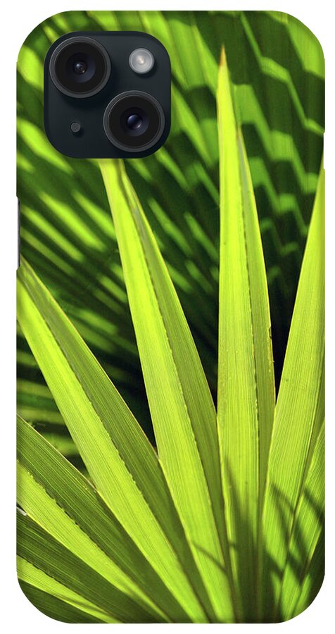 Hesper Palm iPhone Case featuring the photograph Palm Portrait II by Leda Robertson
