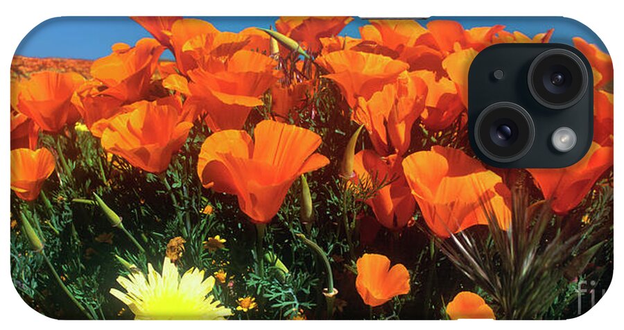 Dave Welling iPhone Case featuring the photograph Panorama California Poppies Desert Dandelions California by Dave Welling