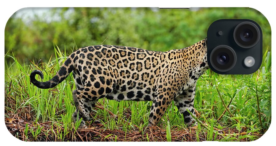 00640543 iPhone Case featuring the photograph Pantanal Jaguar Stalking Pantanal by Hiroya Minakuchi