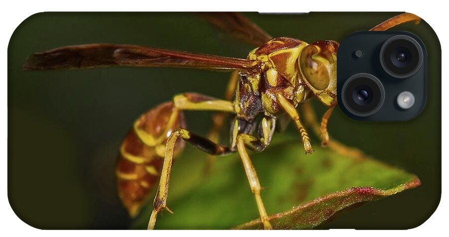 Wasp iPhone Case featuring the photograph Paper Wasp by Larry Linton