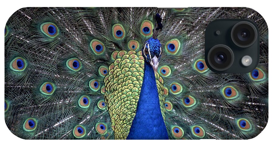 Male Animal iPhone Case featuring the photograph Peacock by Photo 24