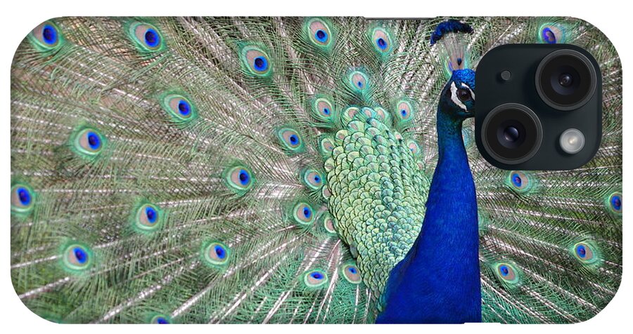 Animal Themes iPhone Case featuring the photograph Peacock Showing Off by Adrienne Bresnahan