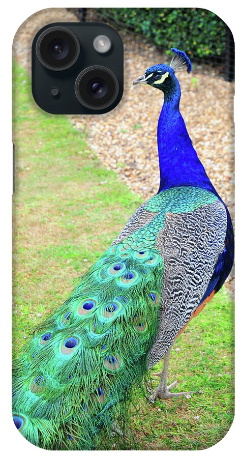 Peacock iPhone Case featuring the photograph Peacock by Stephen Walton