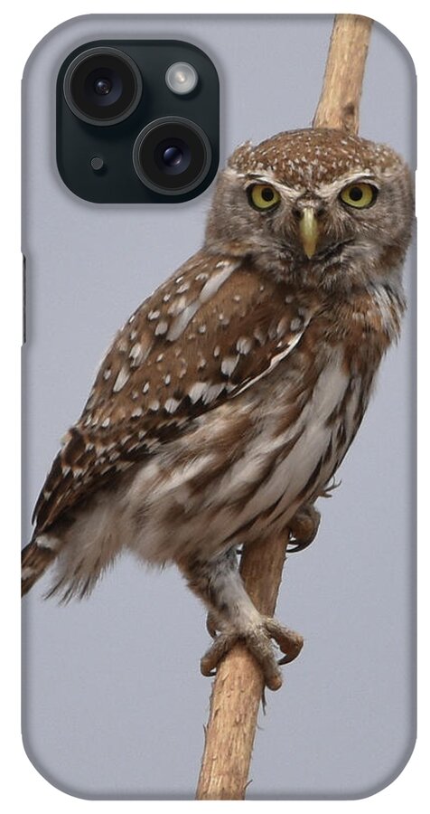 Owl iPhone Case featuring the photograph Pearl-Spotted Owlet by Ben Foster