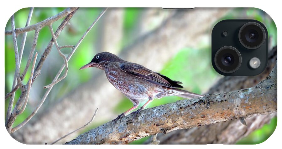 Margarops Fuscatus iPhone Case featuring the photograph Pearly Eyes by Climate Change VI - Sales