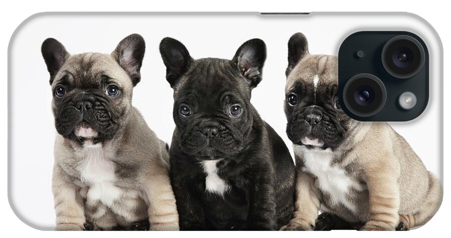 Pets iPhone Case featuring the photograph Pedigree French Bulldog Puppies In A by Andrew Bret Wallis