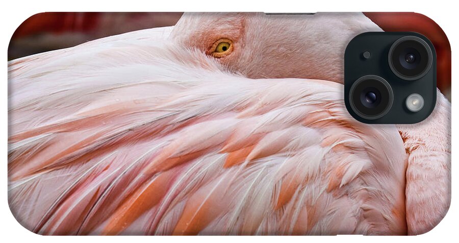 Animal Themes iPhone Case featuring the photograph Peeping by Daqiao Photography