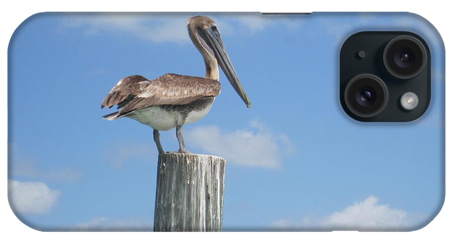 Sea Bird iPhone Case featuring the photograph Pelican Perch by Marty Klar