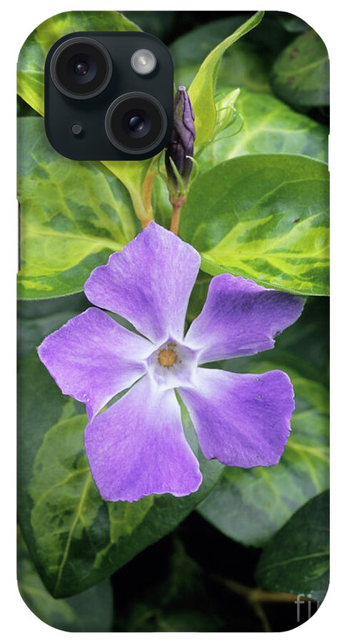 Biological iPhone Case featuring the photograph Periwinkle Flower by Geoff Kidd/science Photo Library
