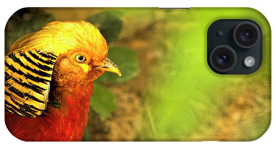 Golden Pheasant iPhone Case featuring the photograph Pharaoh by Gaye Bentham