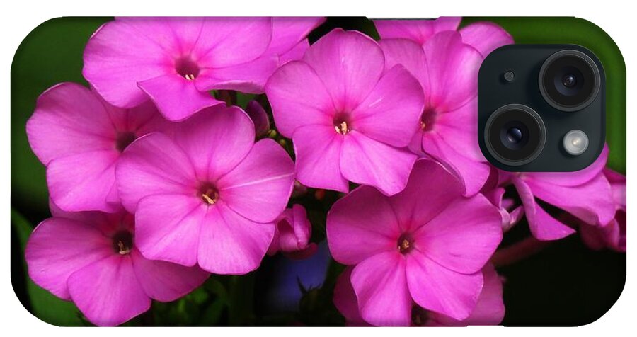 Phlox iPhone Case featuring the photograph Phlox in Pink by Lori Frisch