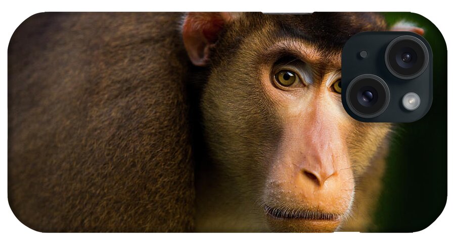 Sebastian Kennerknecht iPhone Case featuring the photograph Pig-tailed Macaque Male by Sebastian Kennerknecht
