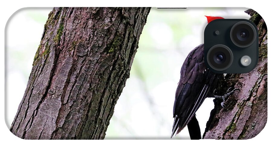 Pileated Woodpecker iPhone Case featuring the photograph Pileated Woodpecker Checking The Cracks by Debbie Oppermann