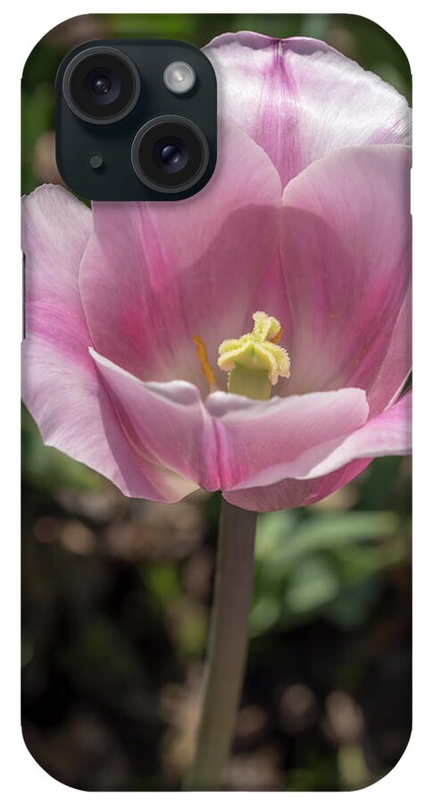 Tulip iPhone Case featuring the photograph Pink-and-White Tulip by Dawn Cavalieri