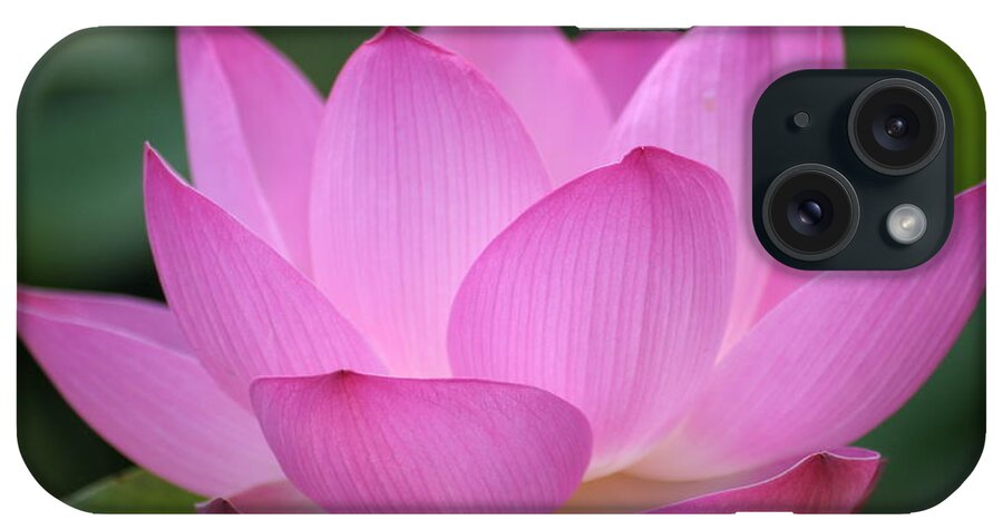 Petal iPhone Case featuring the photograph Pink Backlit Lotus - Largest Collection by Narcisa