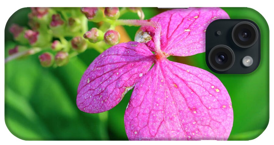 Hydrangea iPhone Case featuring the photograph Pink Hydrangea Bloom by Laura Smith