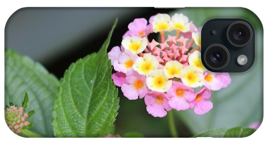 Pink iPhone Case featuring the photograph Pink Lantana by Christopher Lotito