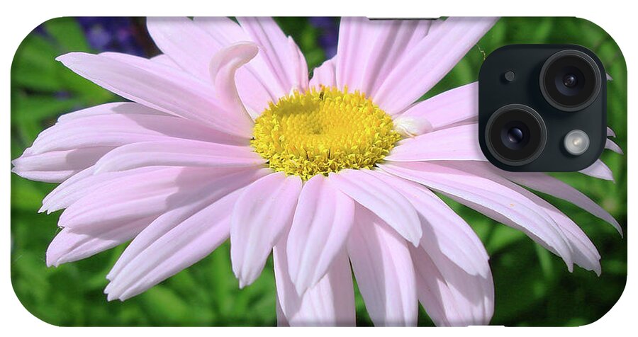 Pink Daisy iPhone Case featuring the photograph Pink Ox Eye Daisy 3 by Amy E Fraser