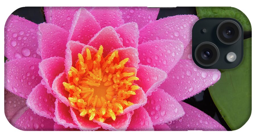 Bellamy Reservoir iPhone Case featuring the photograph Pink Petals In The Rain by Jeff Sinon