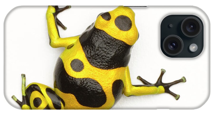 White Background iPhone Case featuring the photograph Poison Dart Frog by Don Farrall