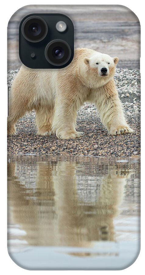 Suzi Eszterhas iPhone Case featuring the photograph Polar Bear At Waters Edge by Suzi Eszterhas