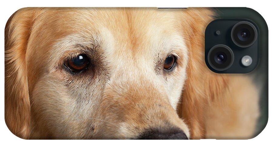 Photography iPhone Case featuring the photograph Portrait Of A Golden Retriever Dog by Panoramic Images