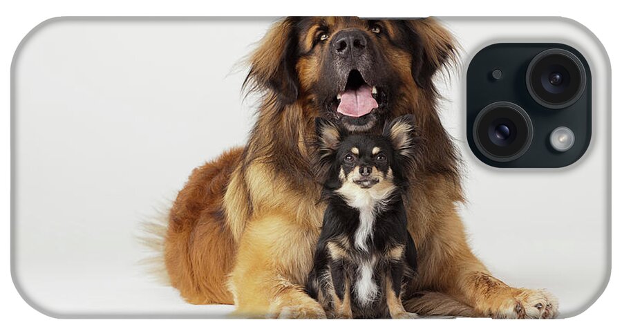 Pets iPhone Case featuring the photograph Portrait Of Leonberger And Chihuahua by Compassionate Eye Foundation/david Leahy