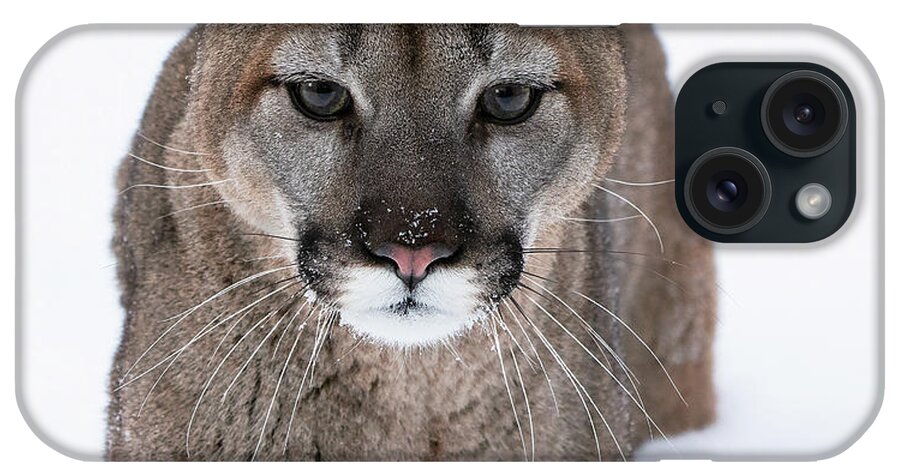 Cougar iPhone Case featuring the photograph Predator Stare by Art Cole