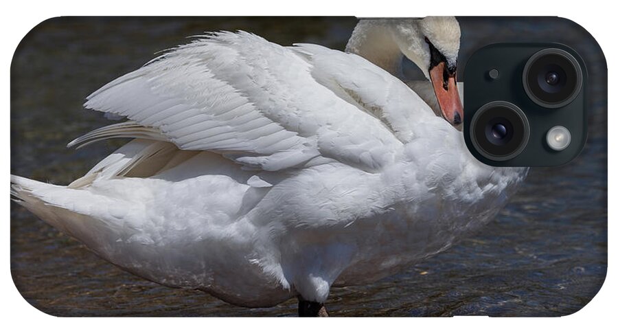 Photography iPhone Case featuring the photograph Preening Swan by Alma Danison