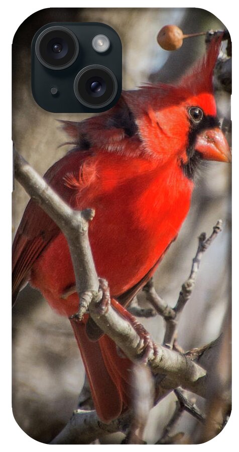Cardinal iPhone Case featuring the photograph Pretty Boy by Cheryl McClure