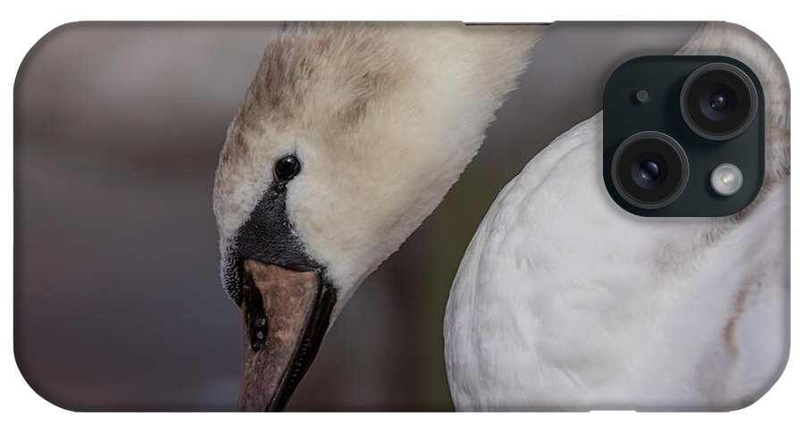 Photography iPhone Case featuring the photograph Pretty Cygnet by Alma Danison