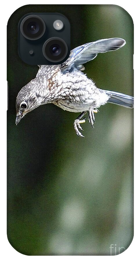 Eastern Bluebird iPhone Case featuring the photograph Prince Charming Takes A Leap Of Faith - Eastern Bluebird by Cindy Treger