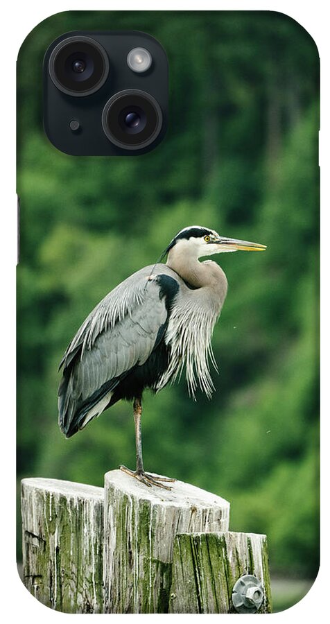 Great Blue Heron iPhone Case featuring the photograph Profile Closeup Portrait Of A Great Blue Heron On A Log Piling by Cavan Images