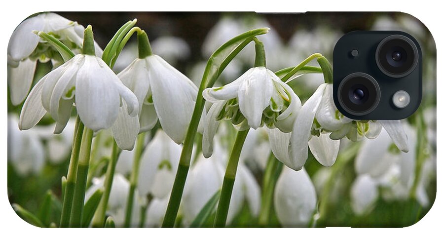 Snowdrops iPhone Case featuring the photograph Profusion Of Snowdrops by Gill Billington