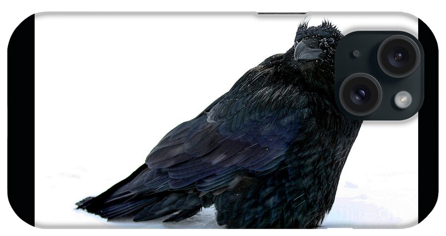 Close Up iPhone Case featuring the photograph Puffed up bird black raven Corvus corax Corvidae standing in a cold freezing white snow storm by Robert C Paulson Jr