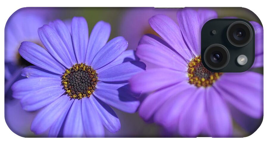 Jenny Rainbow Fine Art Photography iPhone Case featuring the photograph Purple and Blue. Swan River Daisies by Jenny Rainbow