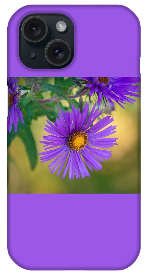 Aster iPhone Case featuring the photograph Purple Aster Standing Out by Linda Bonaccorsi
