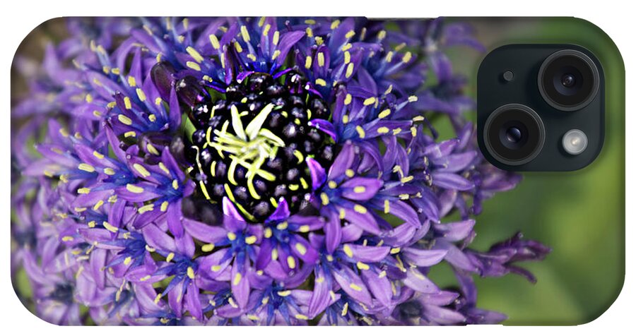 Purple iPhone Case featuring the photograph Purple Flower by Rich Collins