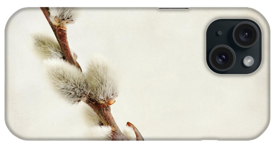 Pussy Willow iPhone Case featuring the photograph Pussy Willow by Jessica Rogers