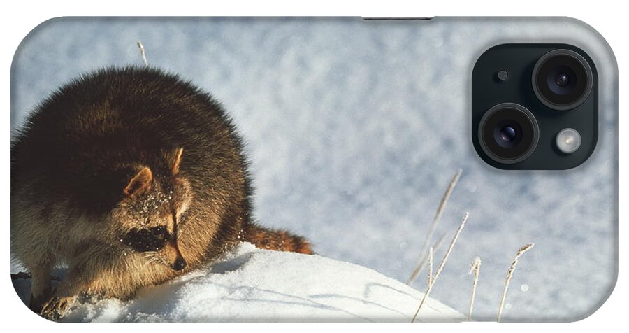 North American Raccoon iPhone Case featuring the photograph Raccoon In Snow by John Beatty/science Photo Library
