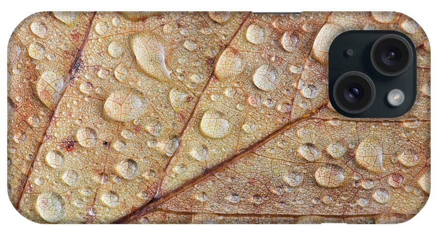 Raindrops iPhone Case featuring the photograph Raindrops on Autumn Leaf by Tim Gainey