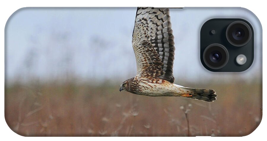 Animal Themes iPhone Case featuring the photograph Raptor by Photo By Dcdavis