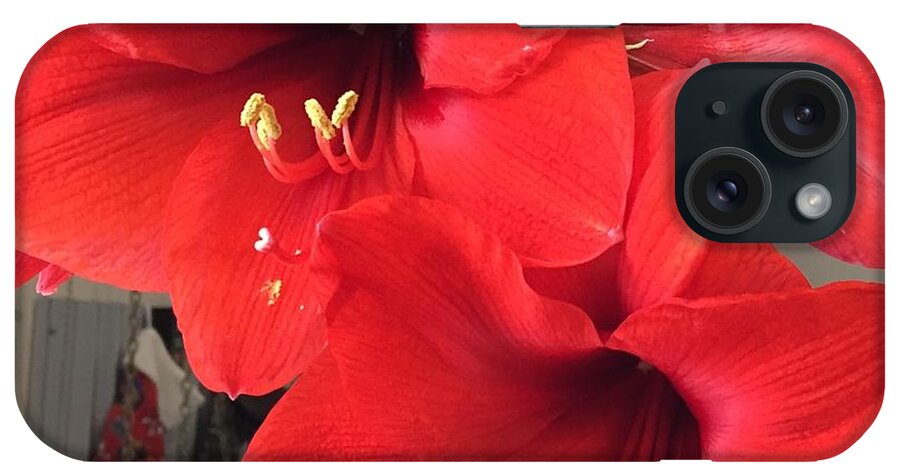 Amaryllis iPhone Case featuring the photograph Red Amaryllis by Sharon Duguay