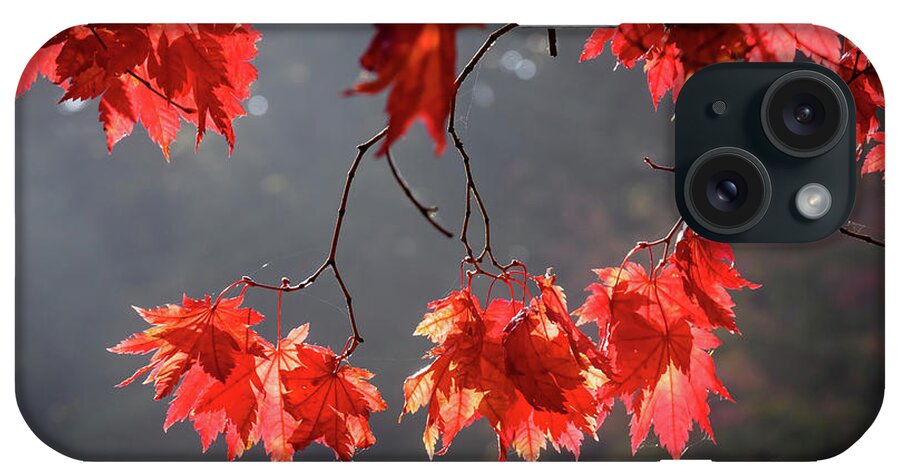 Autumn iPhone Case featuring the photograph Red autumn leaves by Colin Rayner