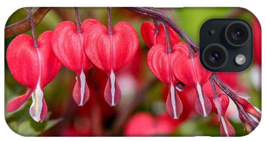 Macro iPhone Case featuring the photograph Red Bleeding Hearts by Susan Rydberg