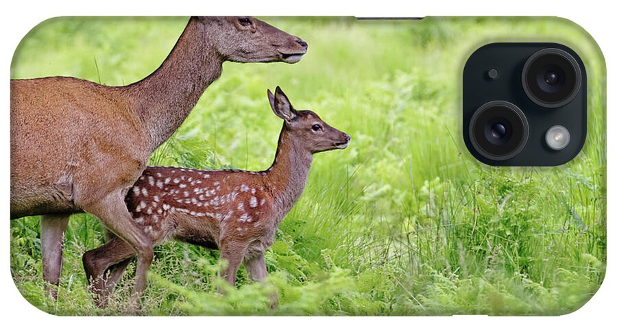 Grass iPhone Case featuring the photograph Red Deer Doe And Fawn by Mcdonald P. Mirabile