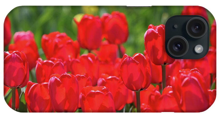 Tulip iPhone Case featuring the photograph Red Glow by Mary Anne Delgado
