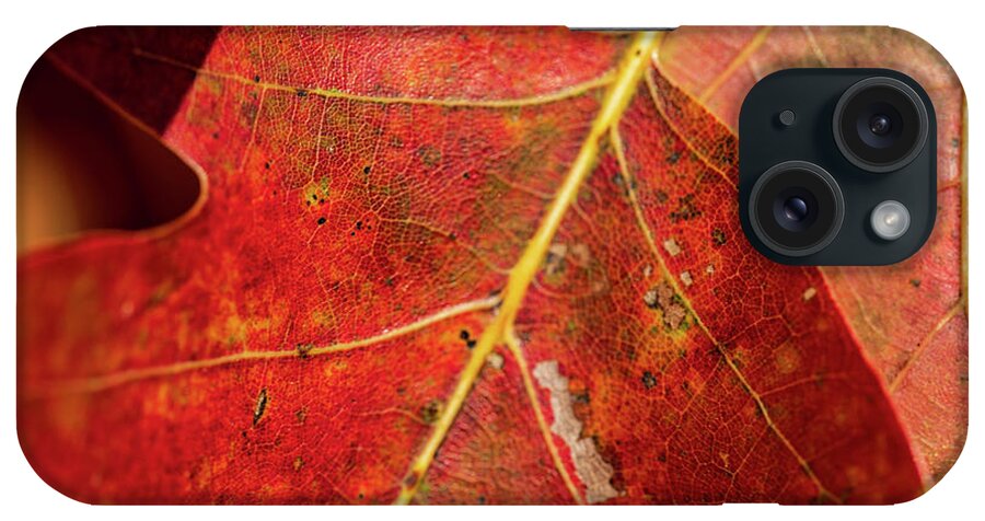 Fall iPhone Case featuring the photograph Nature Photography - Fall Leaves #2 by Amelia Pearn